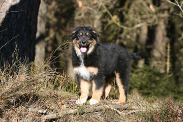 jeune berger australien en bord de for&ecirc;t tirant la langue