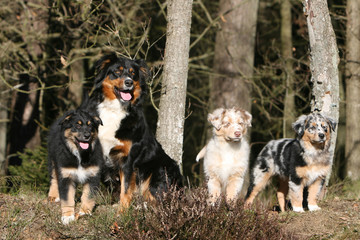 famille nombreuse de bergers australiens &agrave; la campagne
