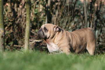 le bulldog anglais adulte dans la campage