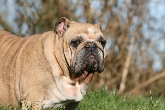 portrait d'un bulldog anglais adulte de face &agrave; la campagne