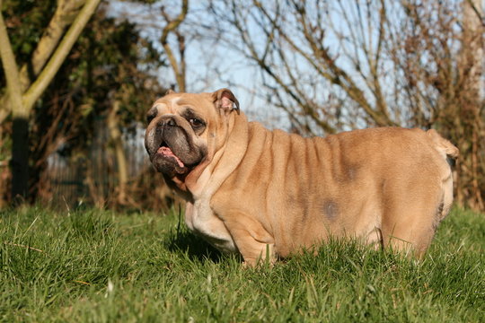 bulldog anglais bicolore adulte de profil, t&ecirc;te de face