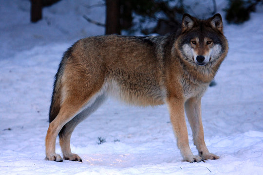 Wolf in Schweden