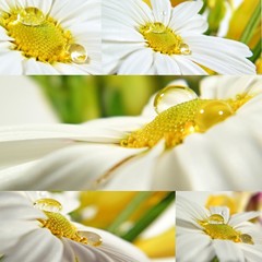 Daisies with drops of water