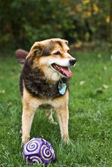 Hund