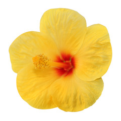 fleur jaune d'hibiscus, détourée sur fond blanc