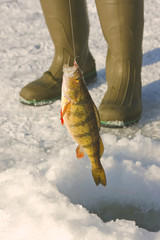 Fototapeta premium freshwater perch, Perca flavescens