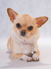 Obraz premium Chihuahua breed female