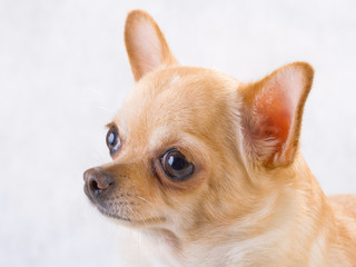 Chihuahua breed female