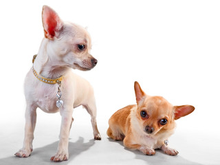 Obraz premium Because we are gang