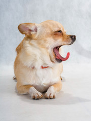 chihuahua yawn