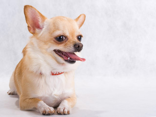 Chihuahua breed female