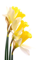 beautiful yellow daffodil flowers