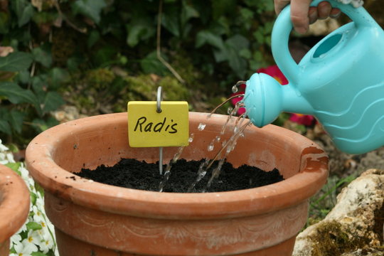 arroser les semis de radis