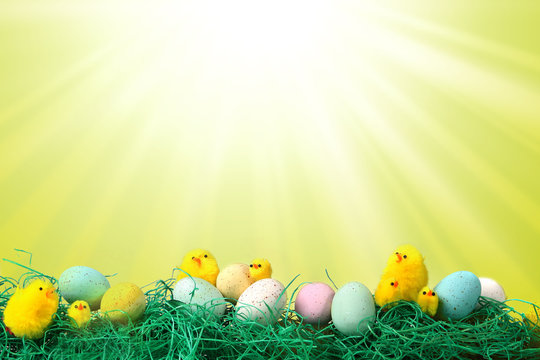 Easter Holiday Image With Chicks Eggs and Grass