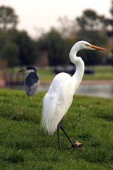 Snowy Egret Bird Outdoors