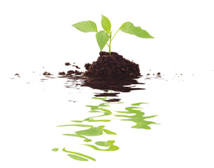 Green plant for better environment