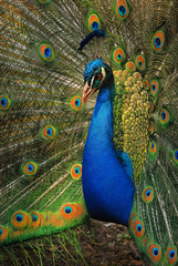 Peacock male