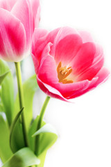 Fototapeta premium Bunch of pink tulips