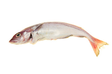 Haddock