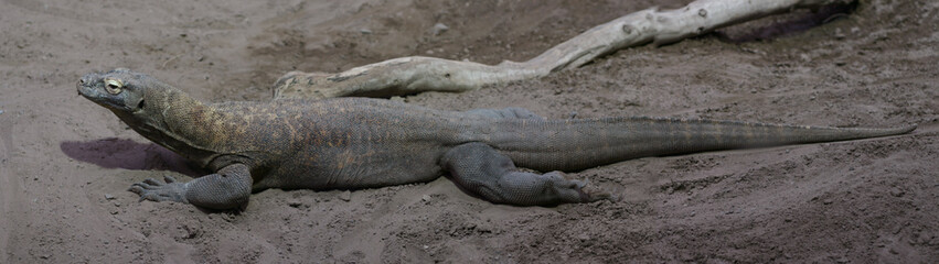 Komodo dragon