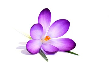 lilafarbene Krokusblüte, weißer Hintergrund