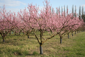 Peach trees