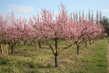 Peach trees