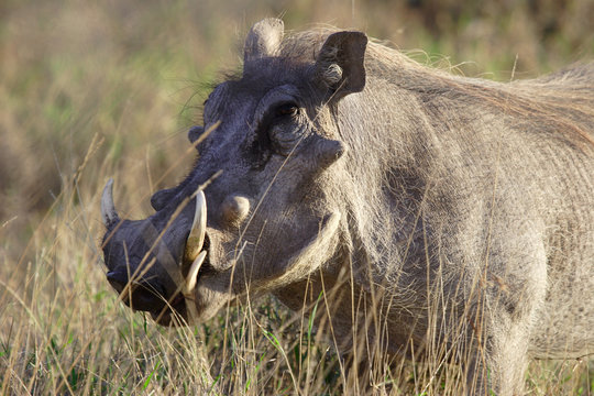 Phacoch&egrave;re - Sweetwaters - Kenya