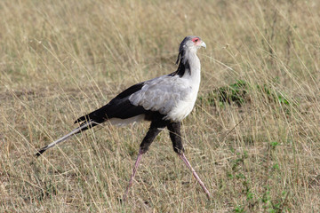 Serpentaire - Masaï Mara - Kenya