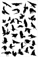 crows  flying, vector silhouette collection