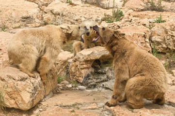 Quarrel bears.Aggression