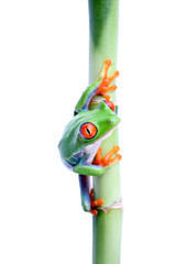 frog on bamboo isolated on white