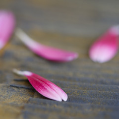 Obraz na płótnie Canvas Blütenblätter pink
