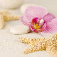 orchidee und seestern