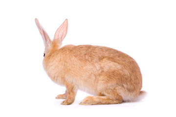 Timid young red rabbit isolated on white background.