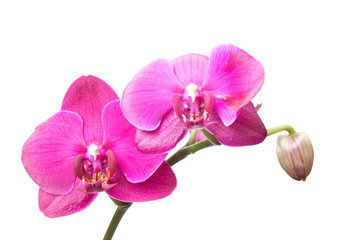 Naklejka na ściany i meble pink orchid isolated on white