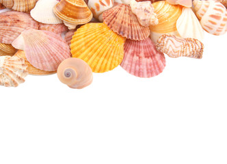Many seashells on white background