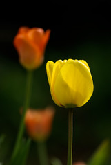 Tulipes