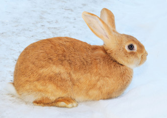 pretty rabbit on snow