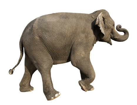 Fototapeta elephant