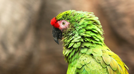 A Green South American Military Macaw