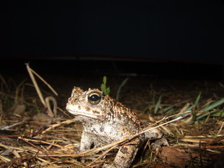 Crapaud