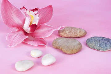 Fototapeta na wymiar rosa orchideenblüte mit steinen