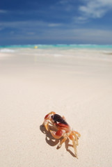Crab on a beach