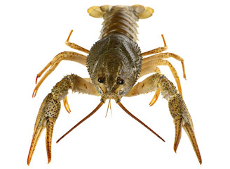 Raw crayfish