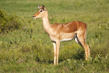 Female impala