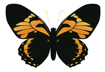 butterfly on a white background yellow, orange color