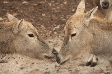 Naklejka na ściany i meble Deers in Moscow Zoo