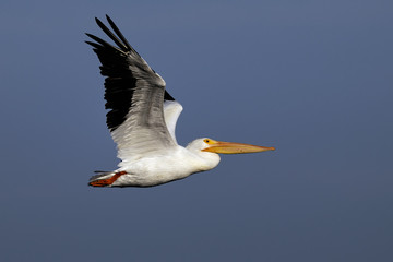 Fototapeta na wymiar american white pelican portrait