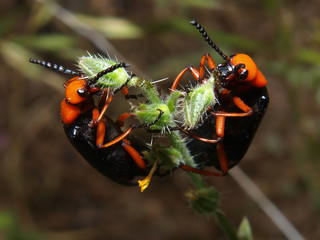 Arizona Blister Beetles Feasting
